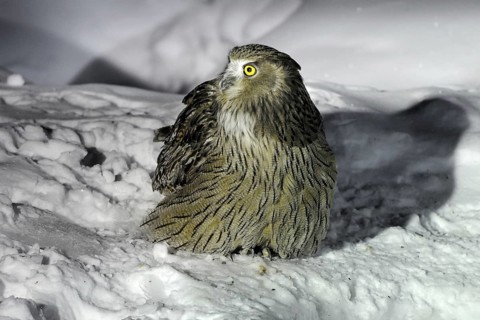 Blakiston's Fish Owl (Bubo blakistoni), Hokkaido, Japan
