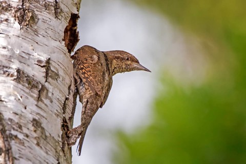 Eurasian Wryneck (Jynx torquilla) at breeding cavity, Saxony-Anhalt, Germany