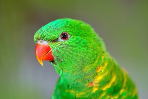 Scaly-breasted Lorikeet, Trichoglossus chlorolepidotus, green parrot, sitting on the branch,
