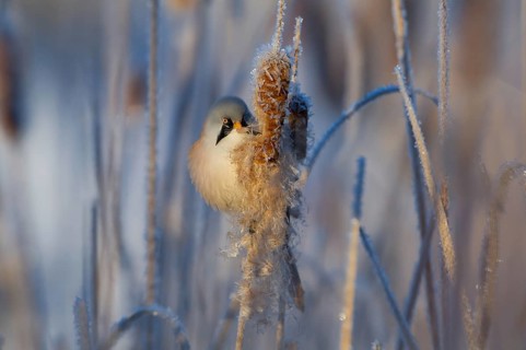 Bearded Reedling (Panurus biarmicus) male feeding on cattail seed, Thuringia, Germany