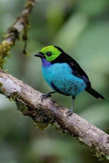 Paradise Tanager (Tangara chilensis) perched on a branch in the Amazon in Peru