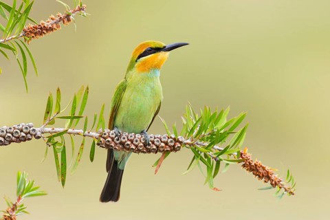 Rainbow Bee-eater (Merops ornatus) juvenile, Victoria, Australia