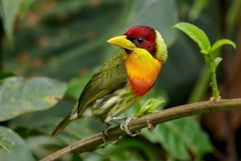 Perched on a branch in Manu National Park, Peru