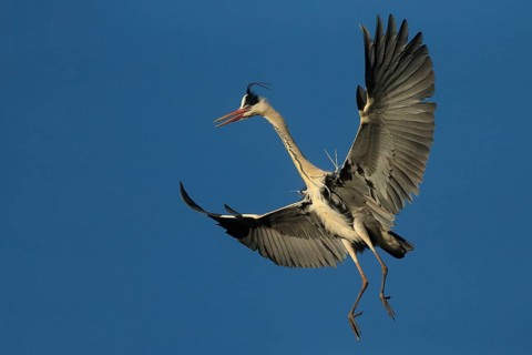 Grey Heron (Ardea cinerea) flying, Piedmont, Italy