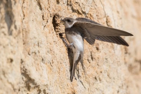 Sand Martin (Riparia riparia) building nest hole, North Rhine-Westphalia, Germany