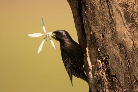 Common Starling (Sturnus vulgaris) at nest hole with nesting material in beak, Serbia