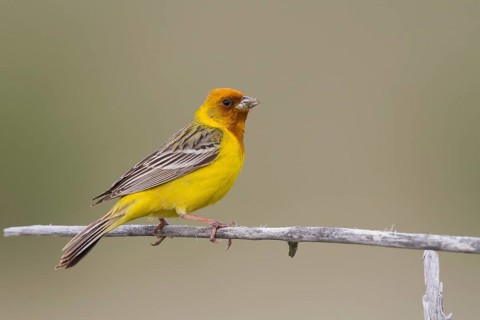 Red-headed Bunting - Braunkopfammer - Emberiza bruniceps, Kazakhstan, adult male