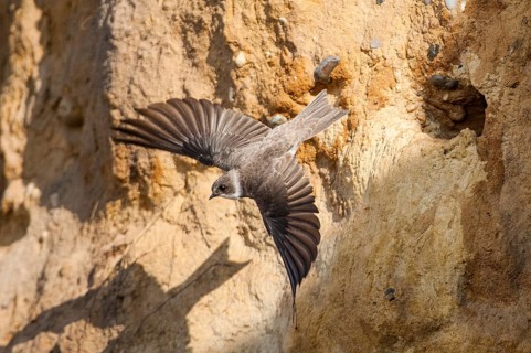 Sand Martin (Riparia riparia) flying, Schleswig-Holstein, Germany