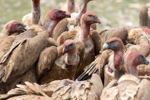 Griffon Vulture (Gyps fulvus) group, Castile and Leon, Spain