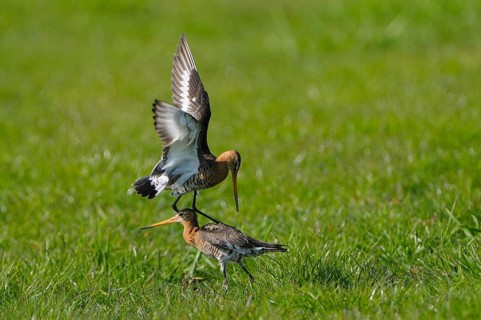 Uferschnepfe (Limosa limosa), Black-tailed Godwit, kaempfende Altvoegel, Mai, Nijkerk, Gelderland,