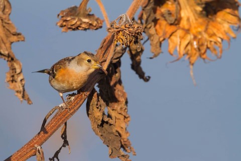 Brambling - Bergfink - Fringilla montifringilla, Germany, adult female