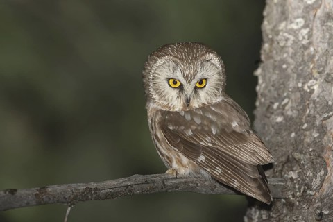Northern Saw-whet Owl (Aegolius acadicus), Idaho, USA