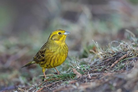 Yellowhammer (Emberiza citrinella) female on ground, North Rhine-Westphalia, Germany