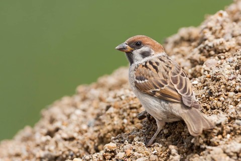 Eurasian Tree Sparrow - Feldsperling - Passer montanus ssp. montanus, juvenile, Croatia