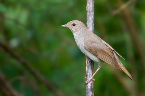 Thrush Nightingale - Sprosser - Luscinia luscinia, adult, Kazakhstan