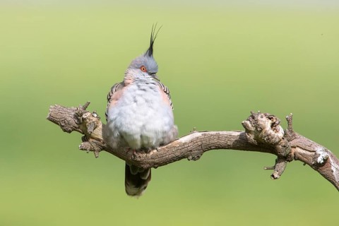 Crested Pigeon (Ocyphaps lophotes) perched on a branch, Victoria, Australia