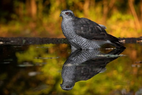 Northern Goshawk (Accipiter gentilis) at a waterhole, Subotica, Serbia