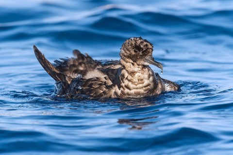 Sooty Shearwater (Ardenna grisea), Eilat, Israel