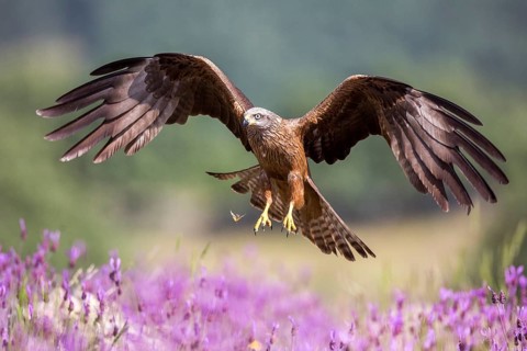 Black Kite (Milvus migrans) landing, Madrid, Spain