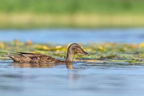 Mallard (Anas platyrhynchos) juvenile, Mecklenburg-Western Pomerania, Germany