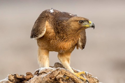 Bonelli's Eagle (Aquila fasciata) juvenile, Castile-La Mancha, Spain