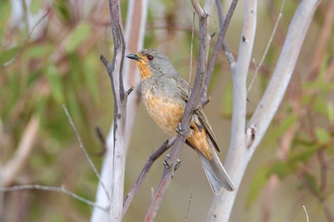 Red-lored Whistler (Pachycephala rufogularis) male perched on a branch, Victoria, Australia