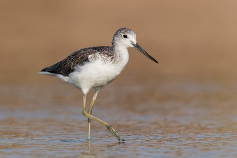 Common Greenshank (Tringa nebularia) foraging, Eilat, Israel