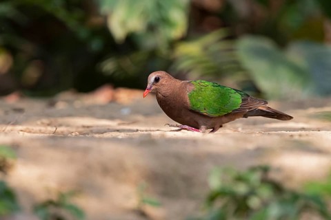 Common Emerald Dove (Chalcophaps indica) female, Yunnan, China