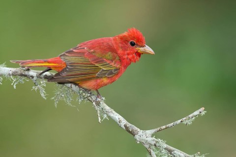 Summer Tanager (Piranga rubra) male perched on a branch, Texas, USA