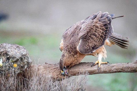Bonelli's Eagle (Aquila fasciata) juvenile, Castile-La Mancha, Spain