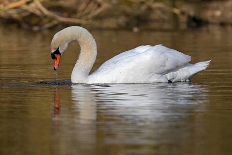 Mute Swan (Cygnus olor), Baden-Wuerttemberg, Germany
