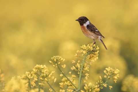 European Stonechat (Saxicola rubicola) male perched in a rape field, Poland