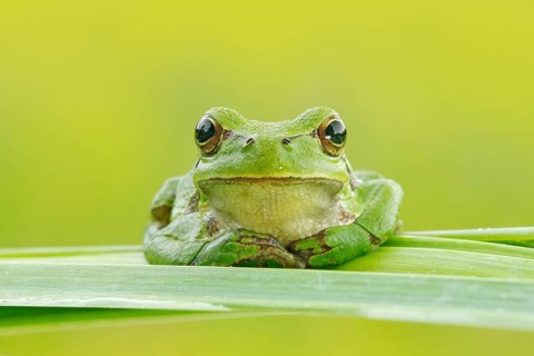 European tree frog, Hyla arborea, sitting on grass straw with clear green background. Nice green