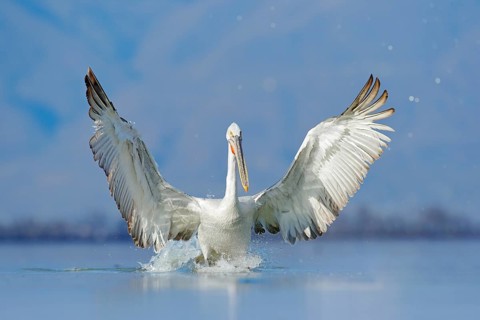 Dalmatian pelican, Pelecanus crispus, in Lake Kerkini, Greece. Palican with open wing, hunting