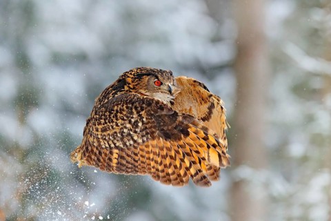Flying Eurasian Eagle owl with open wings with snowflakes in snowy forest during cold winter