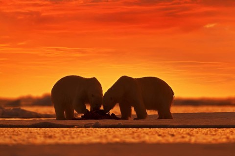 Two polar bears with killed seal. White bear feeding on drift ice with snow, Svalbard, Norway.