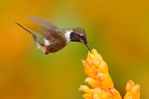 Humminbird frm Colombia in the bloom flower, Colombia, wildlife from tropic jungle. Wildlife scene