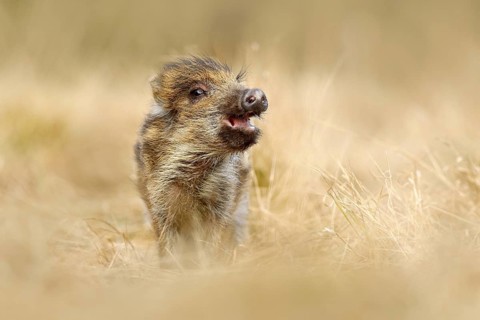 Cute animal in forest. Portrait of wild pig, grass meadow. Young Wild boar, Sus scrofa, running in