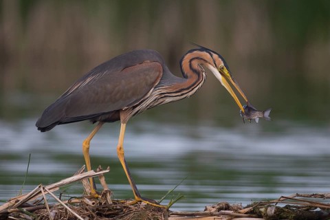Purple Heron (Ardea purpurea) with fish prey in beak, Subotica, Serbia