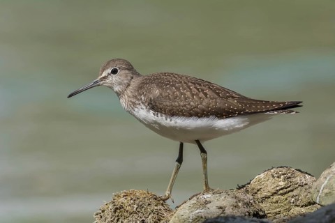 Waldwasserläufer (Tringa ochropus) Green Sandpiper