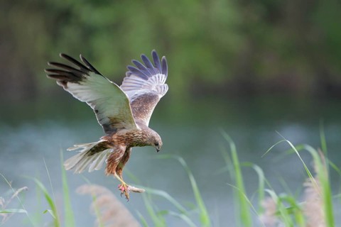 Rohrweihe, lat. Circus aeruginosus; Männchen im Flug mit Kaninchenbein als Beute über Schilfkante
