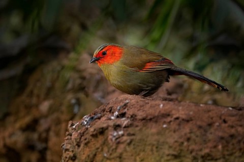 Scarlet-faced liocichla, Liocichla ripponi, bird with red face from Vietnam and China. Animal from
