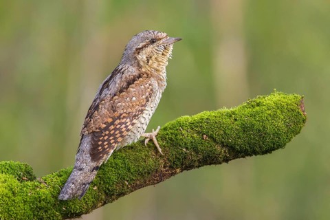 Eurasian Wryneck (Jynx torquilla) male perched on a mossy branch, Poland
