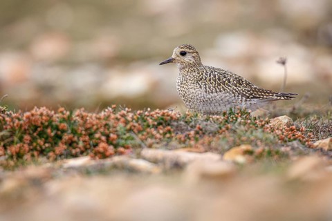European golden plover (Pluvialis apricaria), resting during his migration travel to the south,