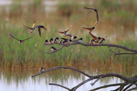 Barn Swallow & Sand Martin (Hirundo rustica & Riparia riparia), Mallorca, Spain