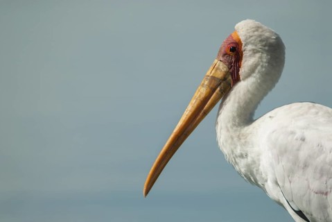 Yellow-billed Stork (Mycteria ibis), Mpumalanga, South Africa