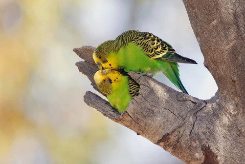 Budgerigar (Melopsittacus undulatus), Queensland, Australia