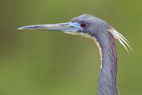 Tricolored Heron (Egretta tricolor), Florida, USA