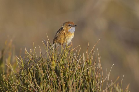 Southern Emu-wren (Stipiturus malachurus), New South Wales, Australia