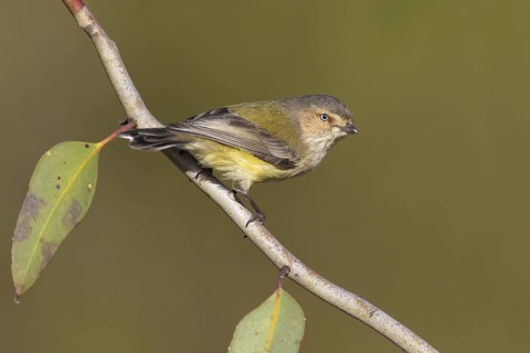 Weebill (Smicrornis brevirostris), Victoria, Australia